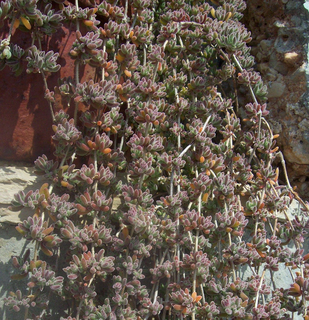 Изображение особи род Drosanthemum.