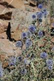 Echinops meyeri