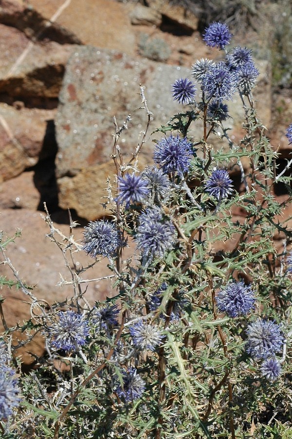 Изображение особи Echinops meyeri.