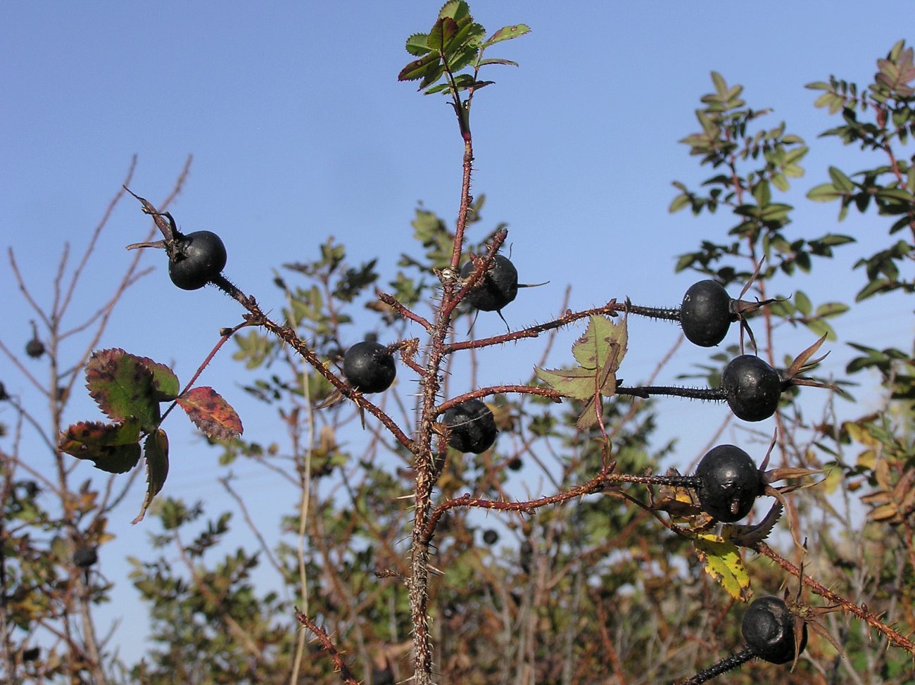 Image of Rosa spinosissima specimen.