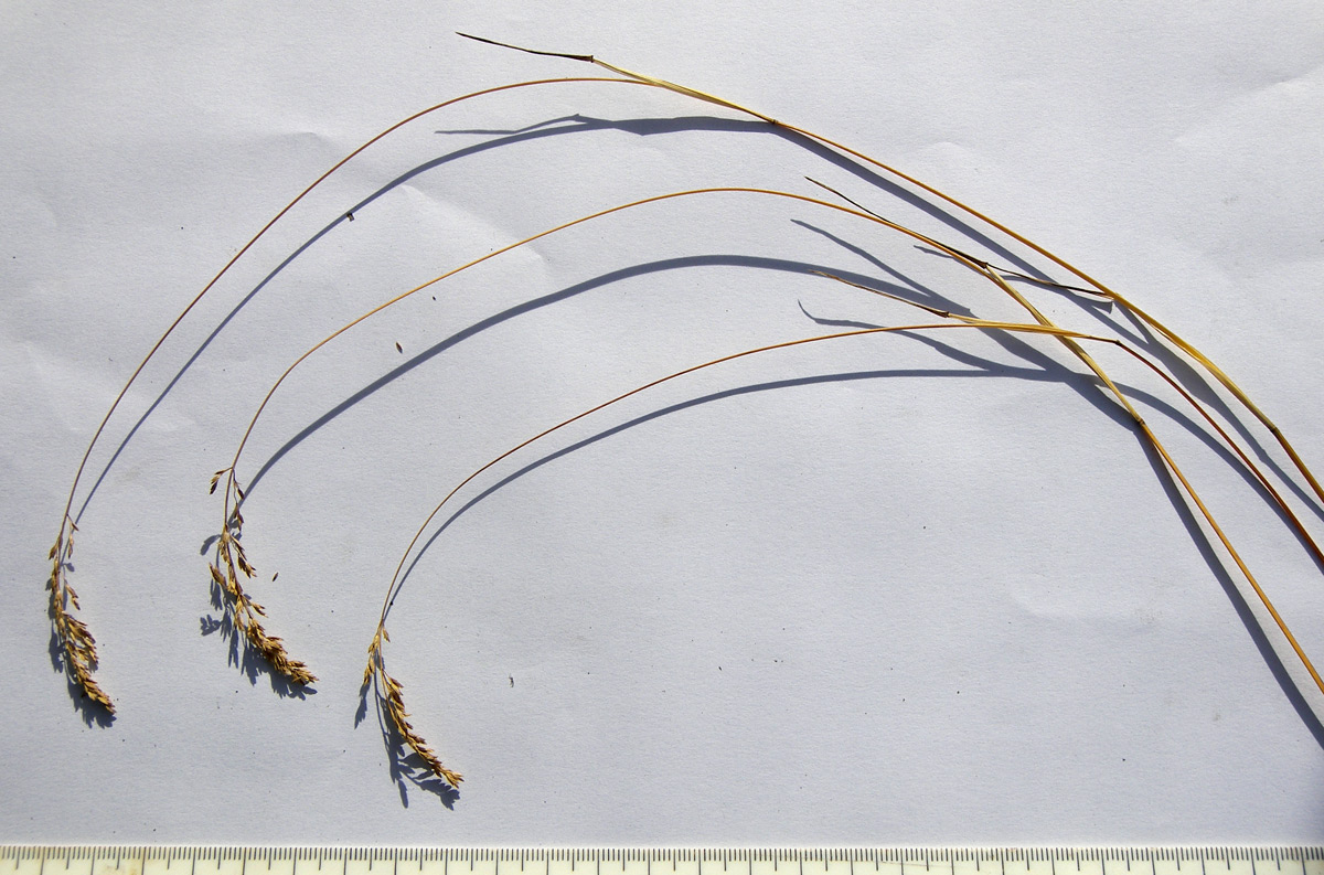 Image of Poa compressa specimen.