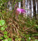 Calypso bulbosa. Цветущее растение в таёжном лесу. Свердловская обл., окр. г. Североуральск. 21.05.2007.