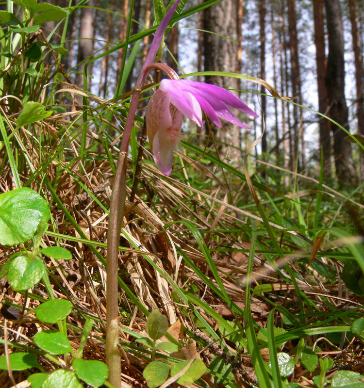 Image of Calypso bulbosa specimen.