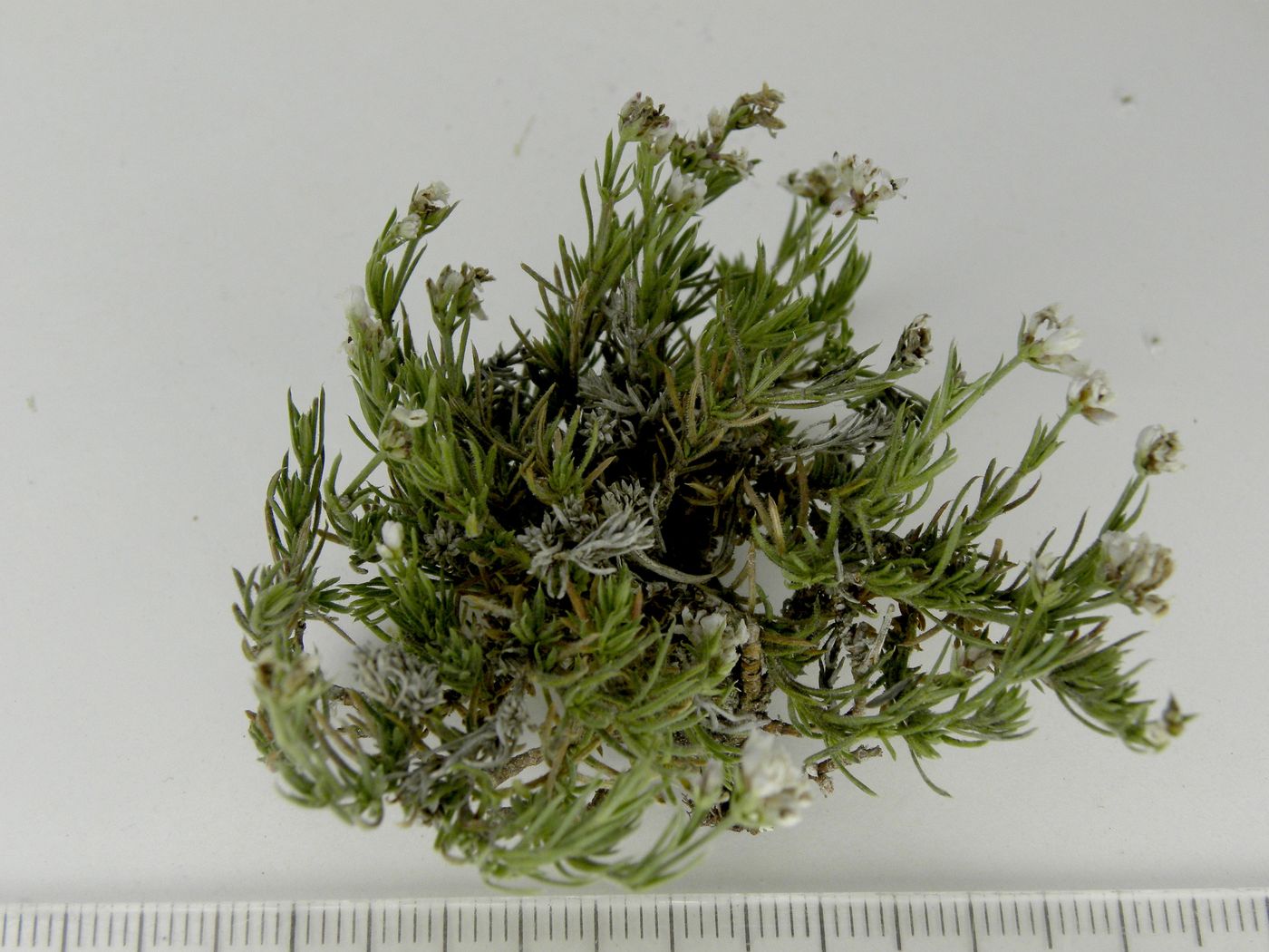 Изображение особи Asperula cimmerica.