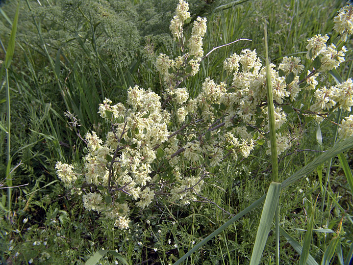 Изображение особи Atraphaxis pyrifolia.