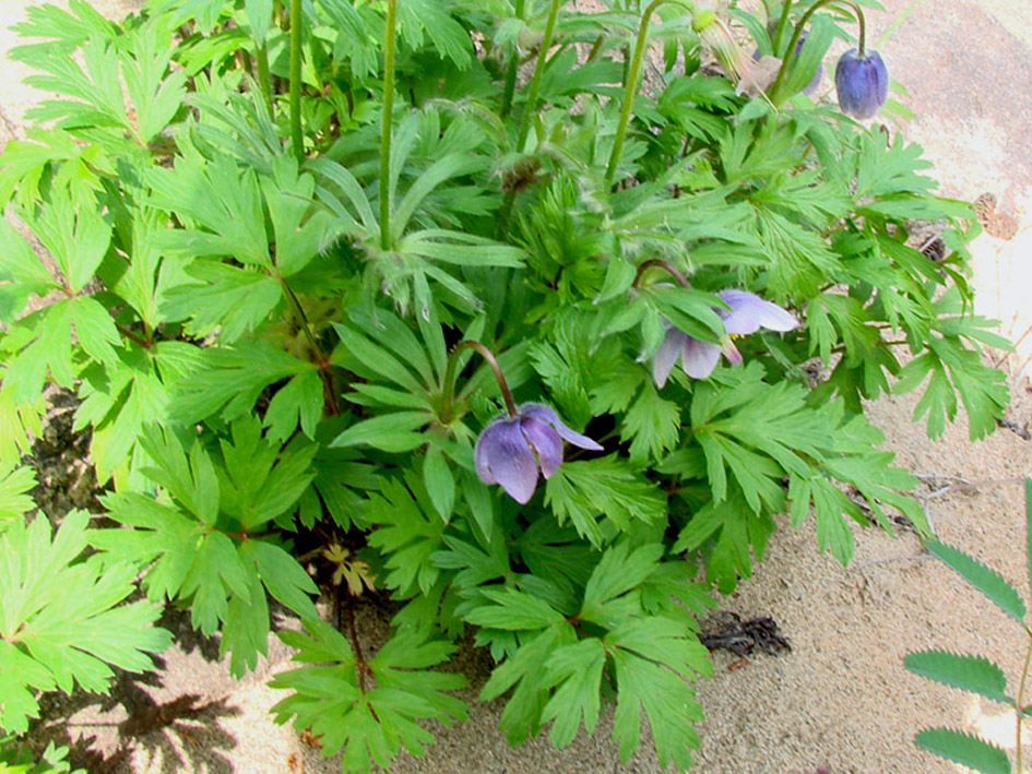 Image of Pulsatilla ajanensis specimen.