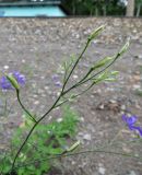 Delphinium consolida. Часть соцветия (незрелые плоды и бутоны). Томск, железнодорожная насыпь. 15.07.2014.