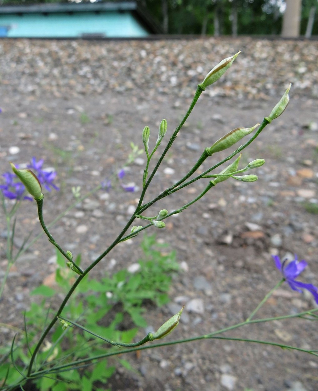 Image of Delphinium consolida specimen.