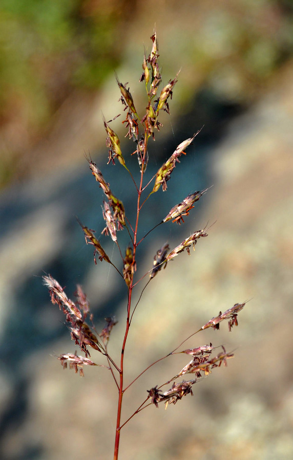 Image of Spodiopogon sibiricus specimen.