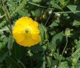 genus Papaver