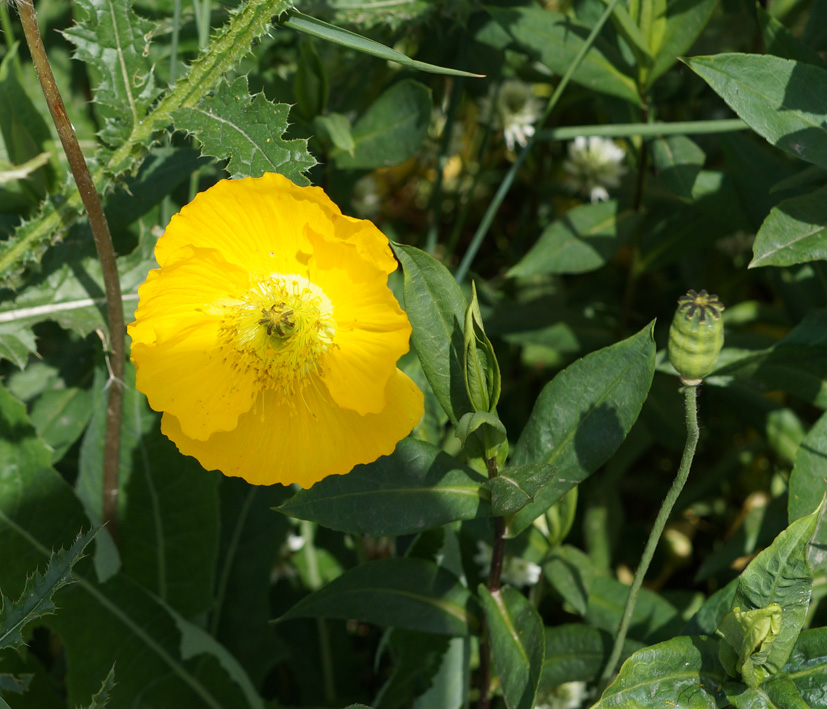 Изображение особи род Papaver.