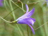 Campanula patula