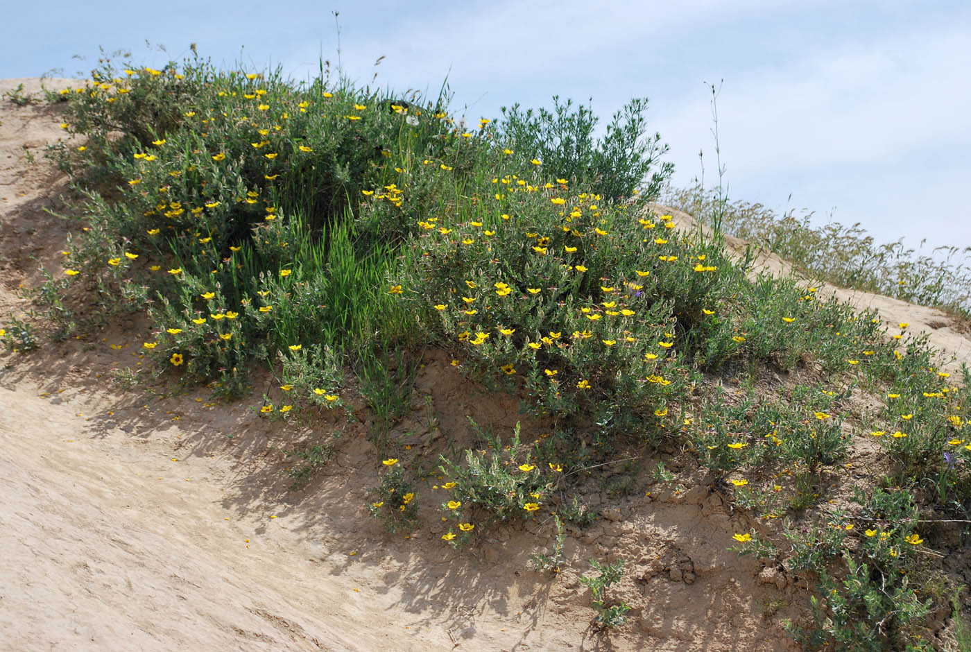 Image of Rosa persica specimen.