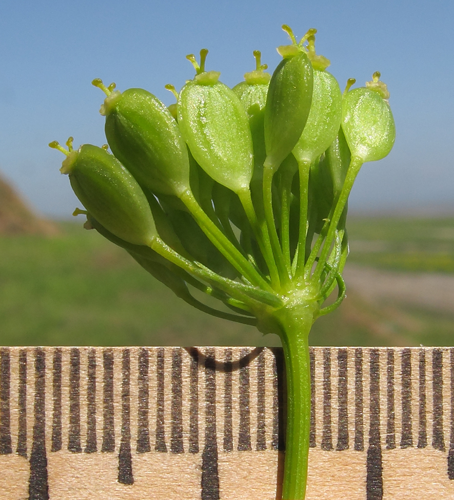 Изображение особи Pastinaca clausii.