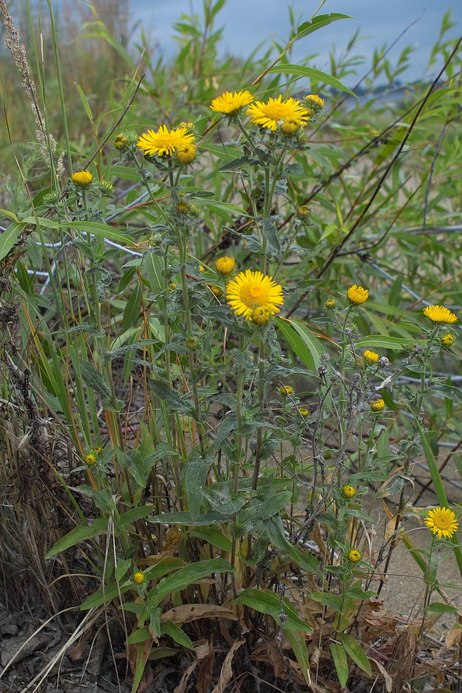 Изображение особи Inula britannica.