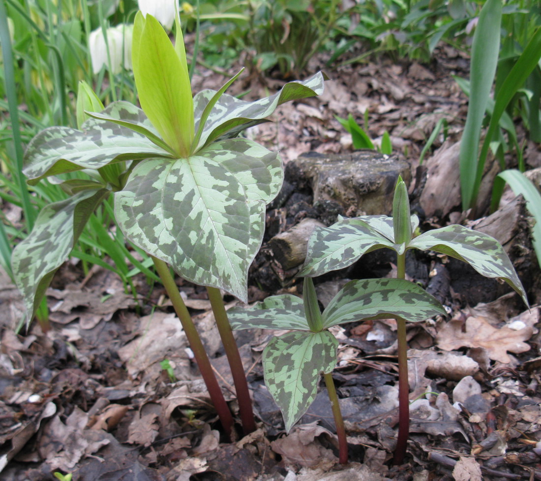 Изображение особи Trillium cuneatum.