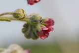 Cynoglossum officinale