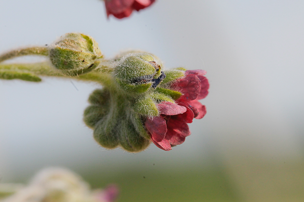 Изображение особи Cynoglossum officinale.