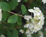 Spiraea × vanhouttei. Боковой побег с соцветием. Санкт-Петербург. 13.06.2009.