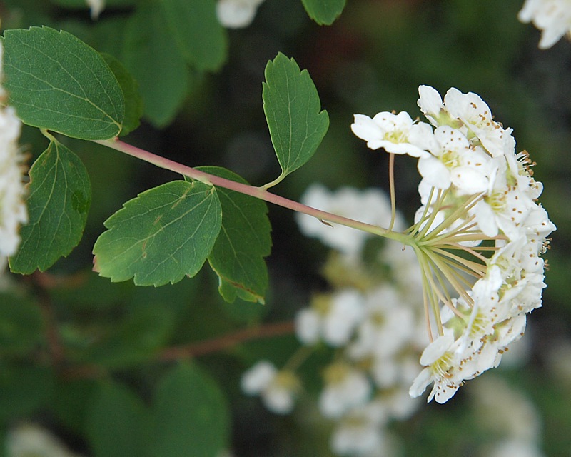 Image of Spiraea &times; vanhouttei specimen.