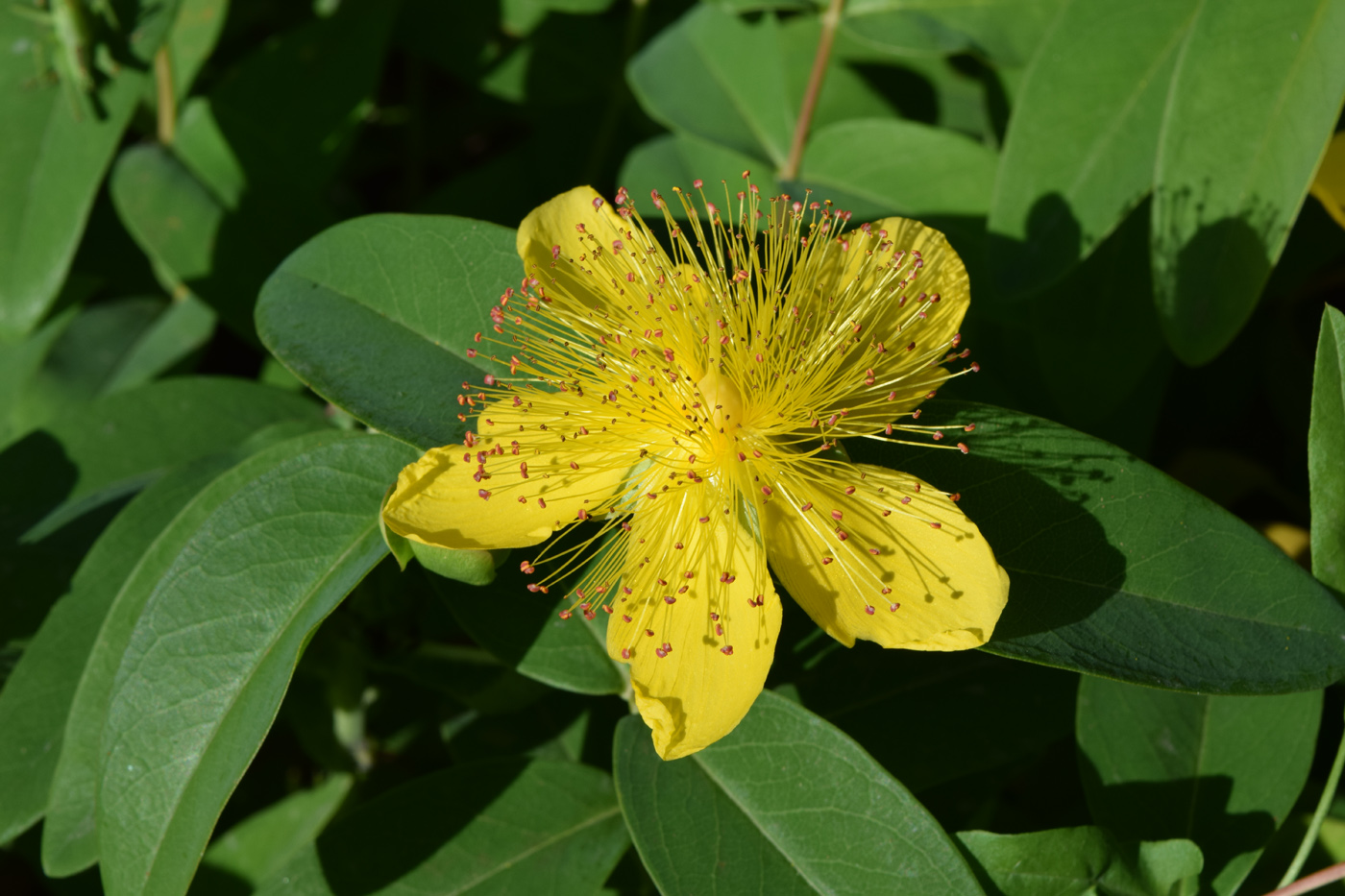 Изображение особи Hypericum calycinum.