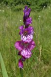 Gladiolus imbricatus. Соцветие. Крым, Байдарская долина, окр. с. Кизиловое, луг. 9 июня 2016 г.