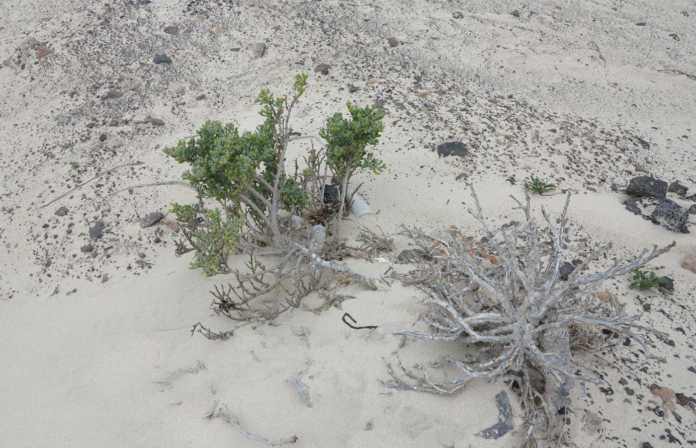 Изображение особи Tetraena fontanesii.