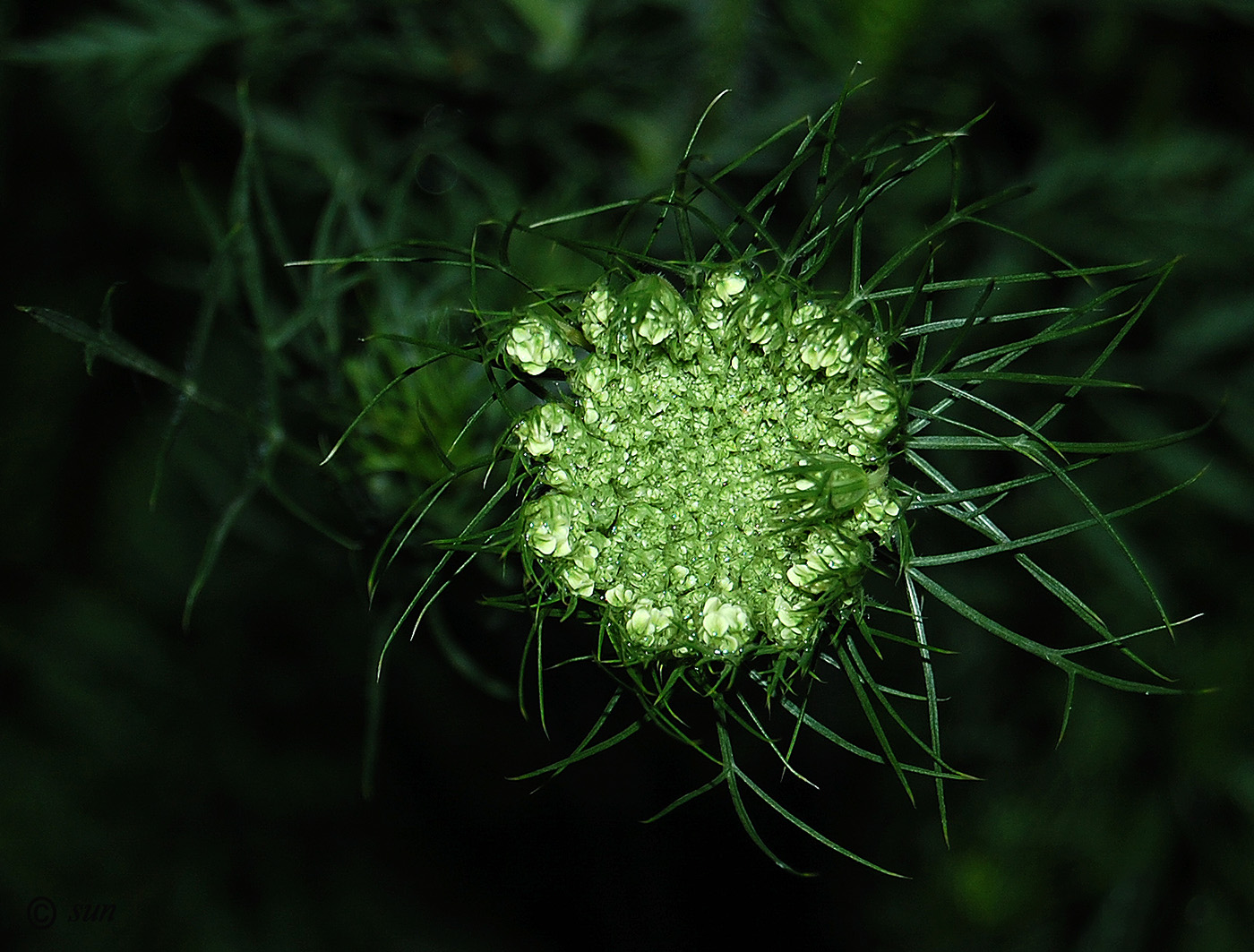 Image of Daucus carota specimen.