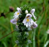 Euphrasia stricta