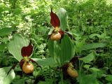 Cypripedium × microsaccos. Верхушки цветущих растений. Приморье, окр. г. Находка, смешанный лес. 28.05.2016.