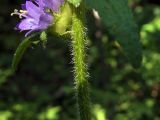 Campanula cervicaria