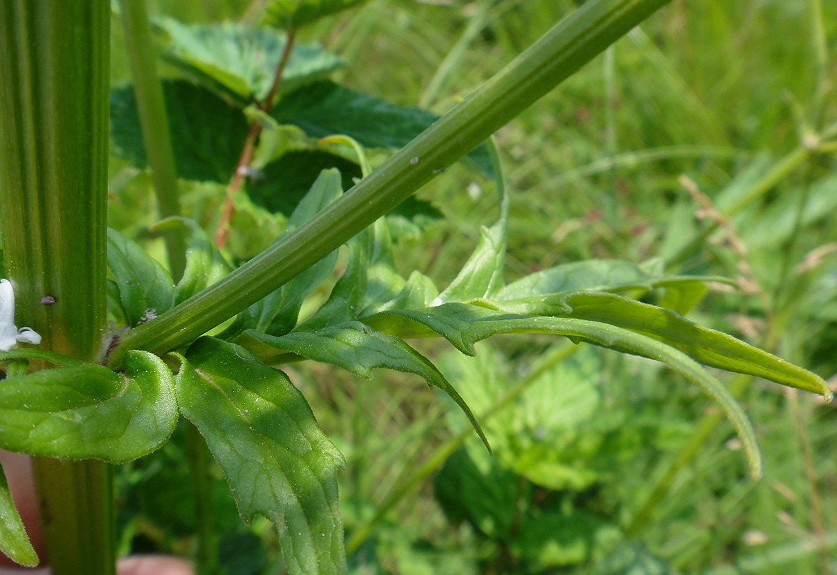 Изображение особи род Valeriana.