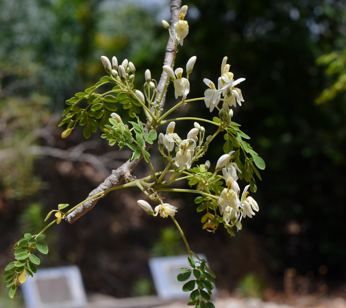 Изображение особи Moringa oleifera.