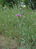 Centaurea jacea подвид substituta. Верхушка цветущего растения. Краснодарский край, Абинский р-н, долина р. Бол. Хабль, у небольшой дороги. 10.07.2016.