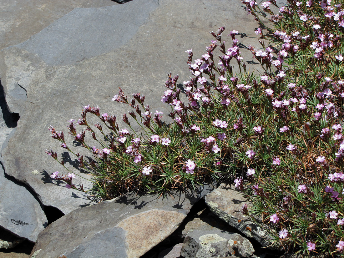 Image of Acantholimon alberti specimen.