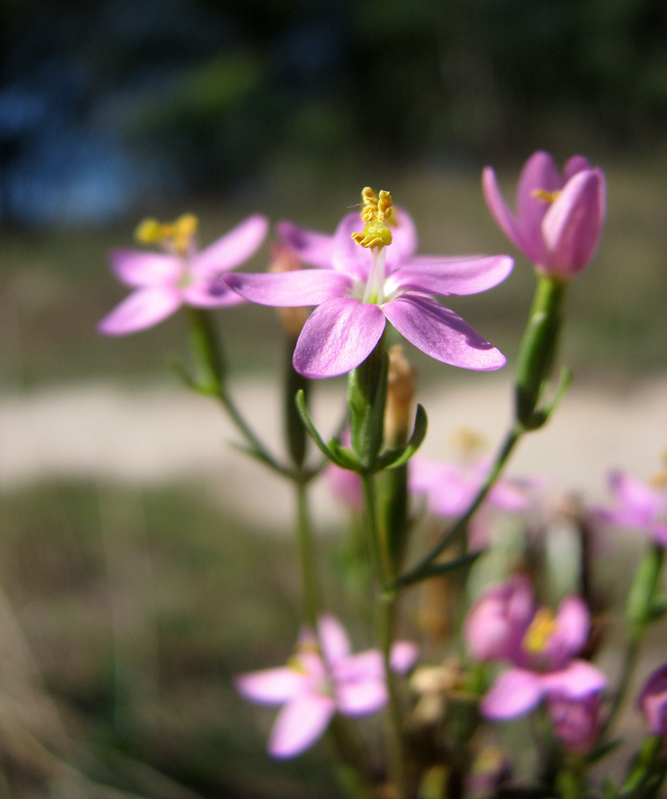 Image of Centaurium erythraea specimen.