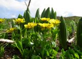 Ranunculus altaicus