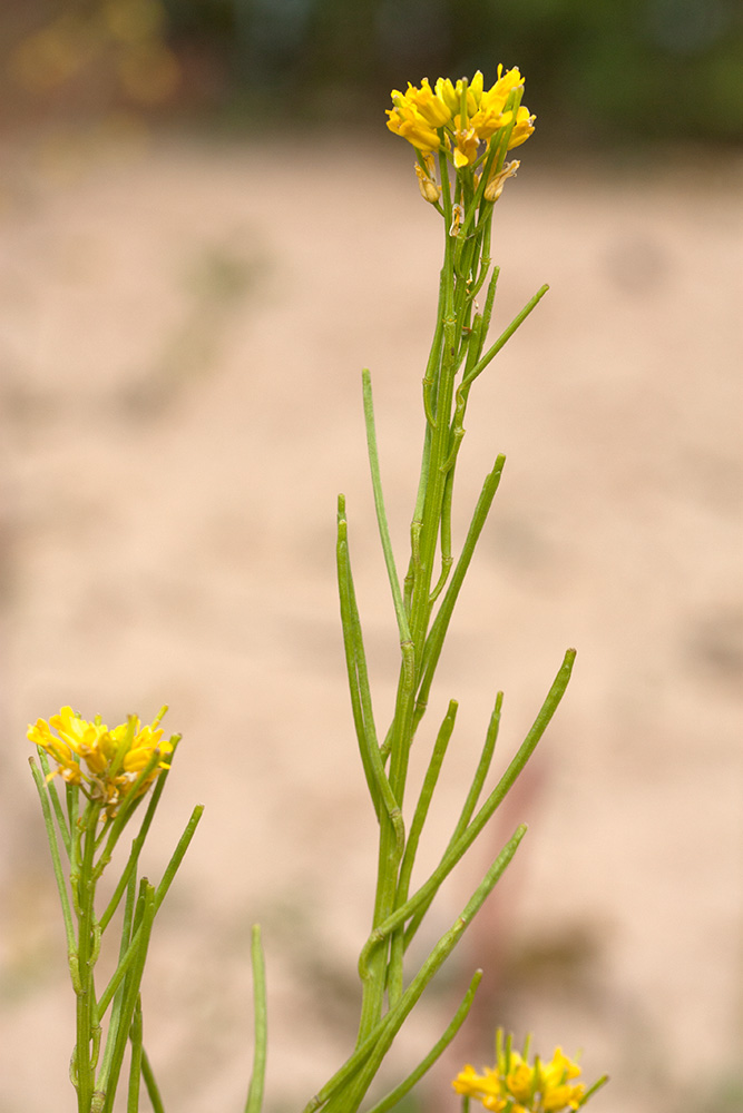 Изображение особи Barbarea stricta.