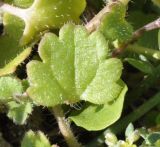 Veronica cymbalaria