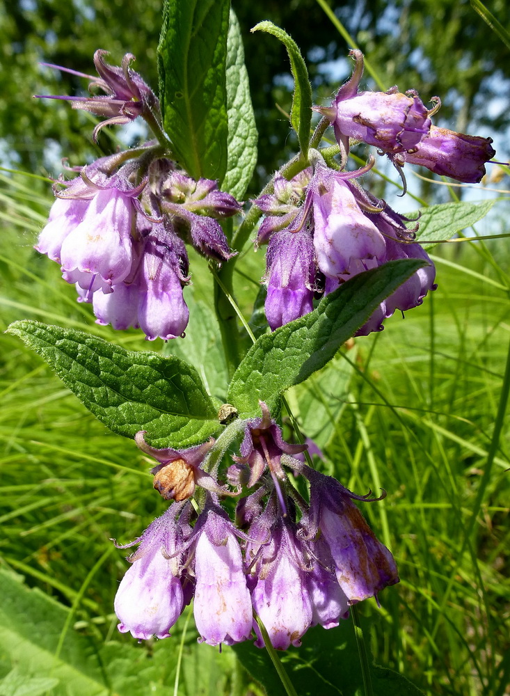 Image of Symphytum officinale specimen.