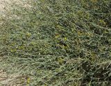 Crotalaria aegyptiaca