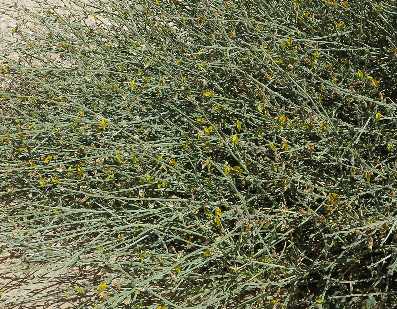 Image of Crotalaria aegyptiaca specimen.