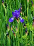 Iris sibirica