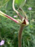 Geranium wlassovianum