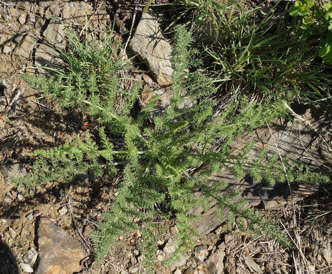 Image of familia Apiaceae specimen.