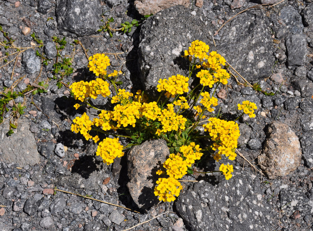 Image of Draba hispida specimen.