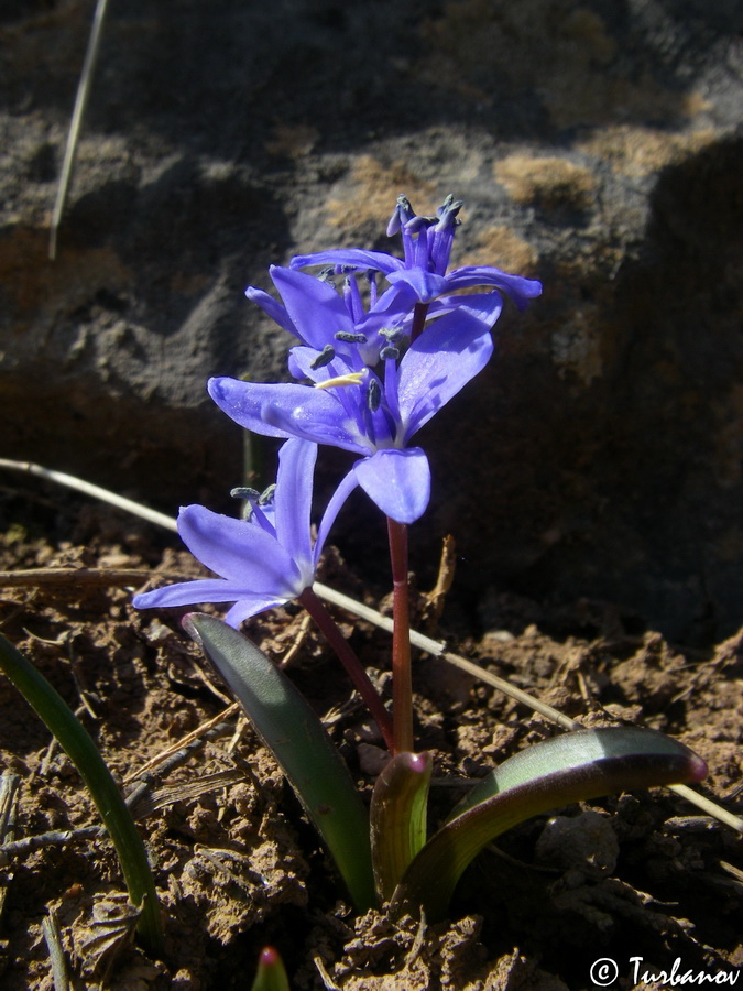 Изображение особи Scilla bifolia.