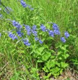 Veronica teucrium. Цветущее растение на пустыре. Республика Татарстан, г. Казань, окраина. 20.06.2015.