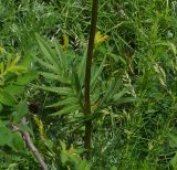 Valeriana dubia