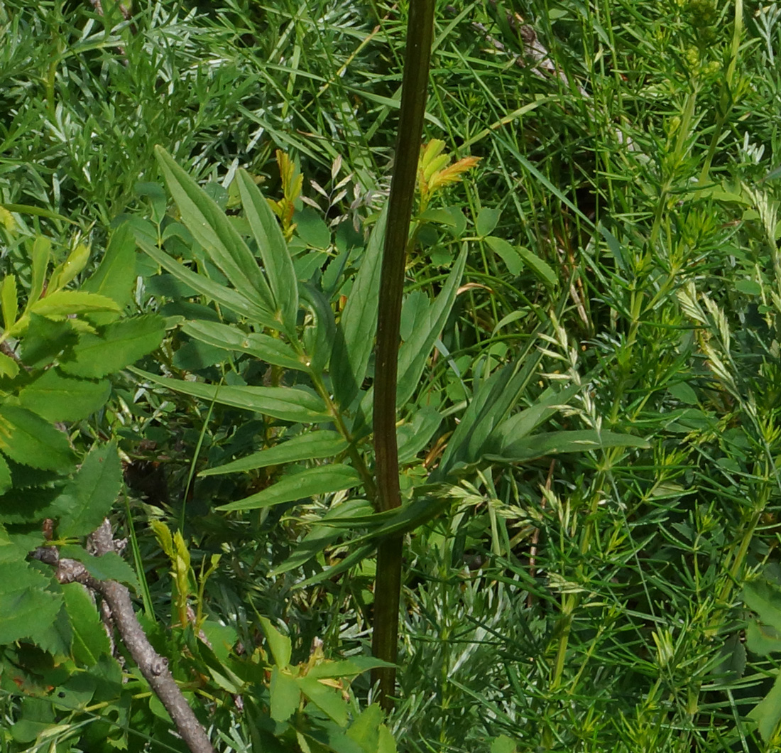 Изображение особи Valeriana dubia.